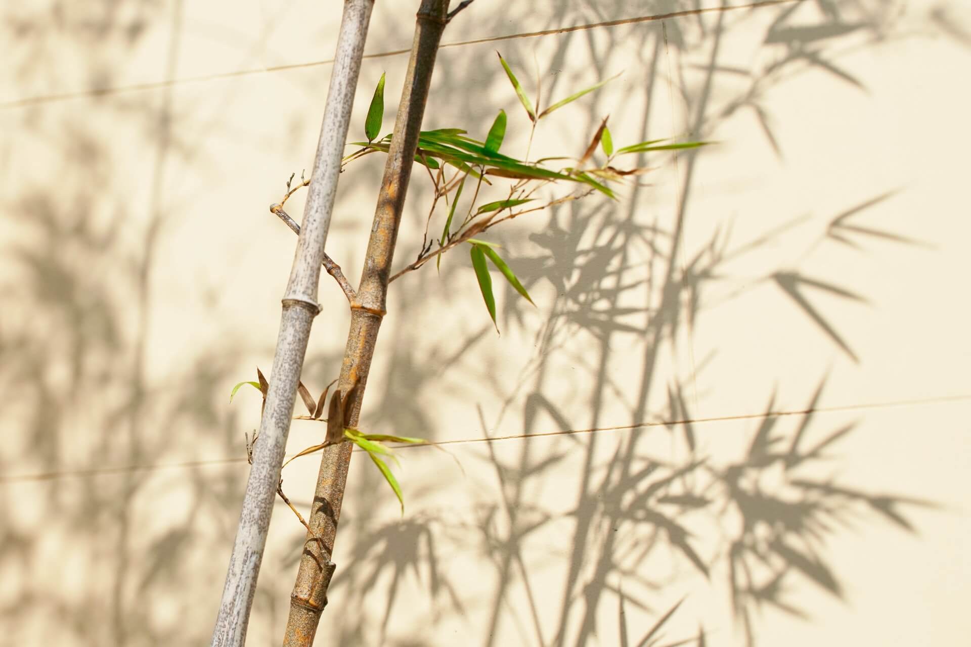 Is bamboe een alternatief voor hardhout?