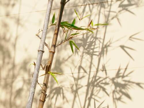 Is bamboe een alternatief voor hardhout?