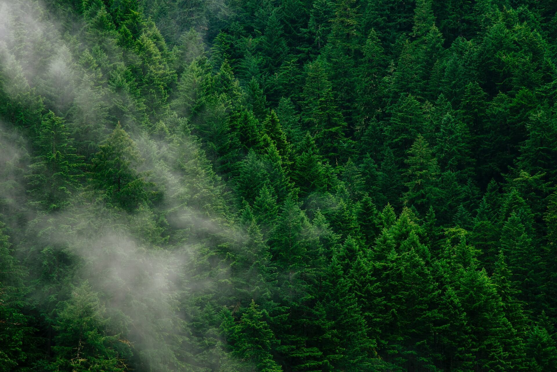 nieuwe EU-anti-ontbossingsverordening (EUDR)