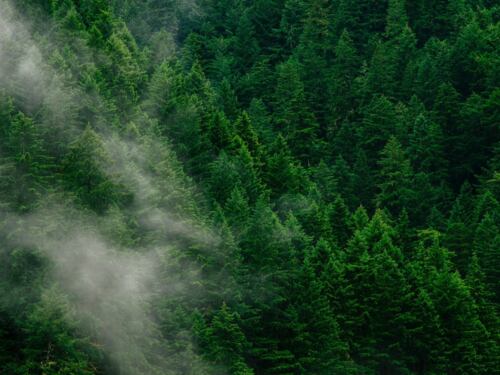 nieuwe EU-anti-ontbossingsverordening (EUDR)