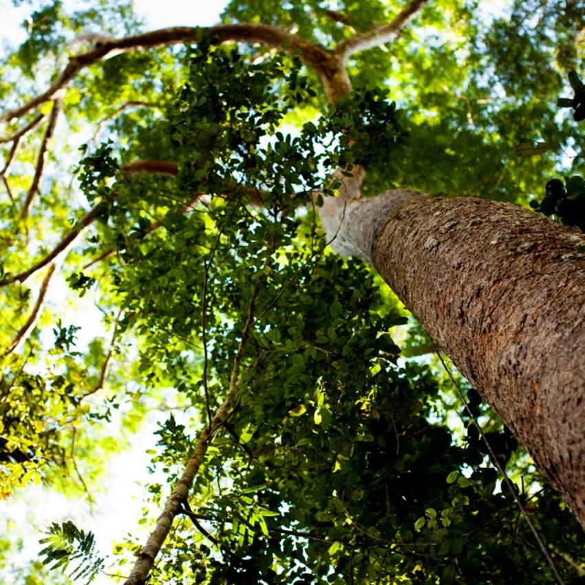 FSC hardwood in tropical forests