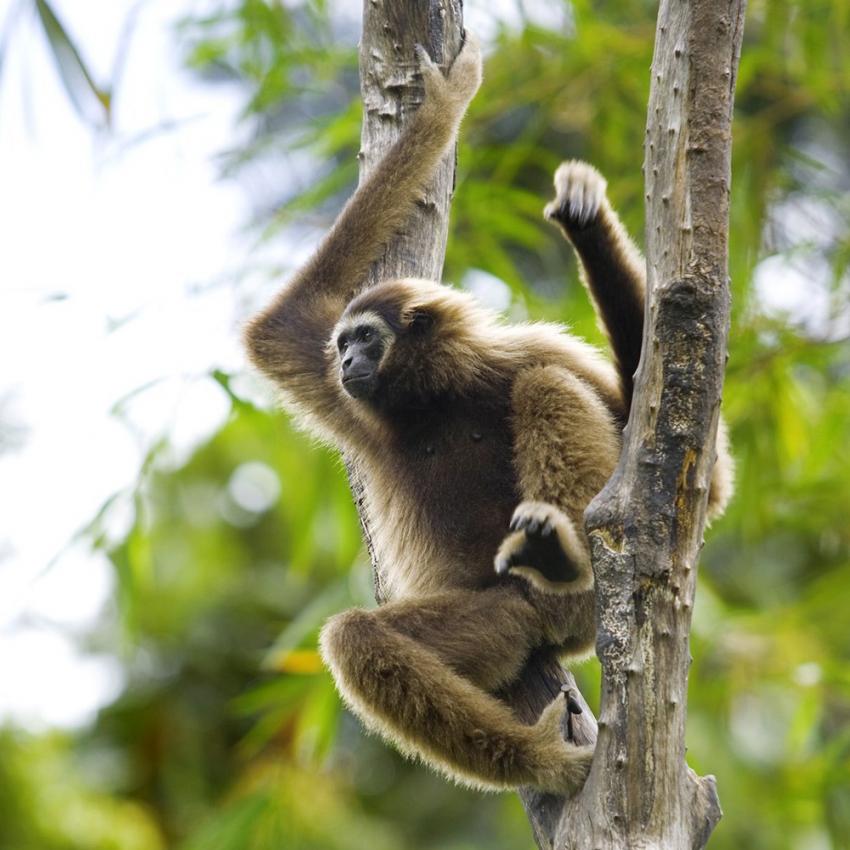 The use of fsc wood supports the habitat of wildlife