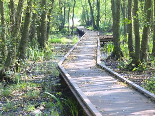 Hardwood floorbridge through the forest