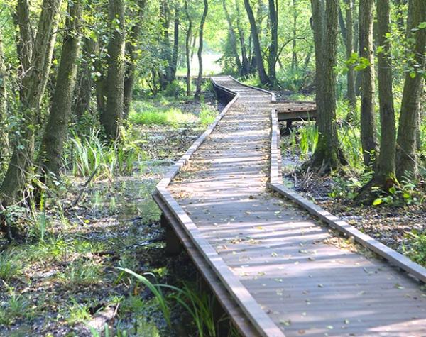 Hardwood floorbridge through the forest