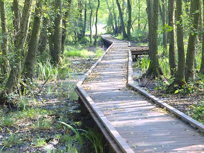 Hardwood floorbridge through the forest