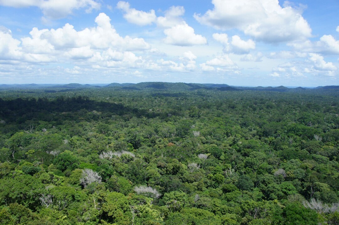Amazon Rainforest 7 years after reduced impact logging